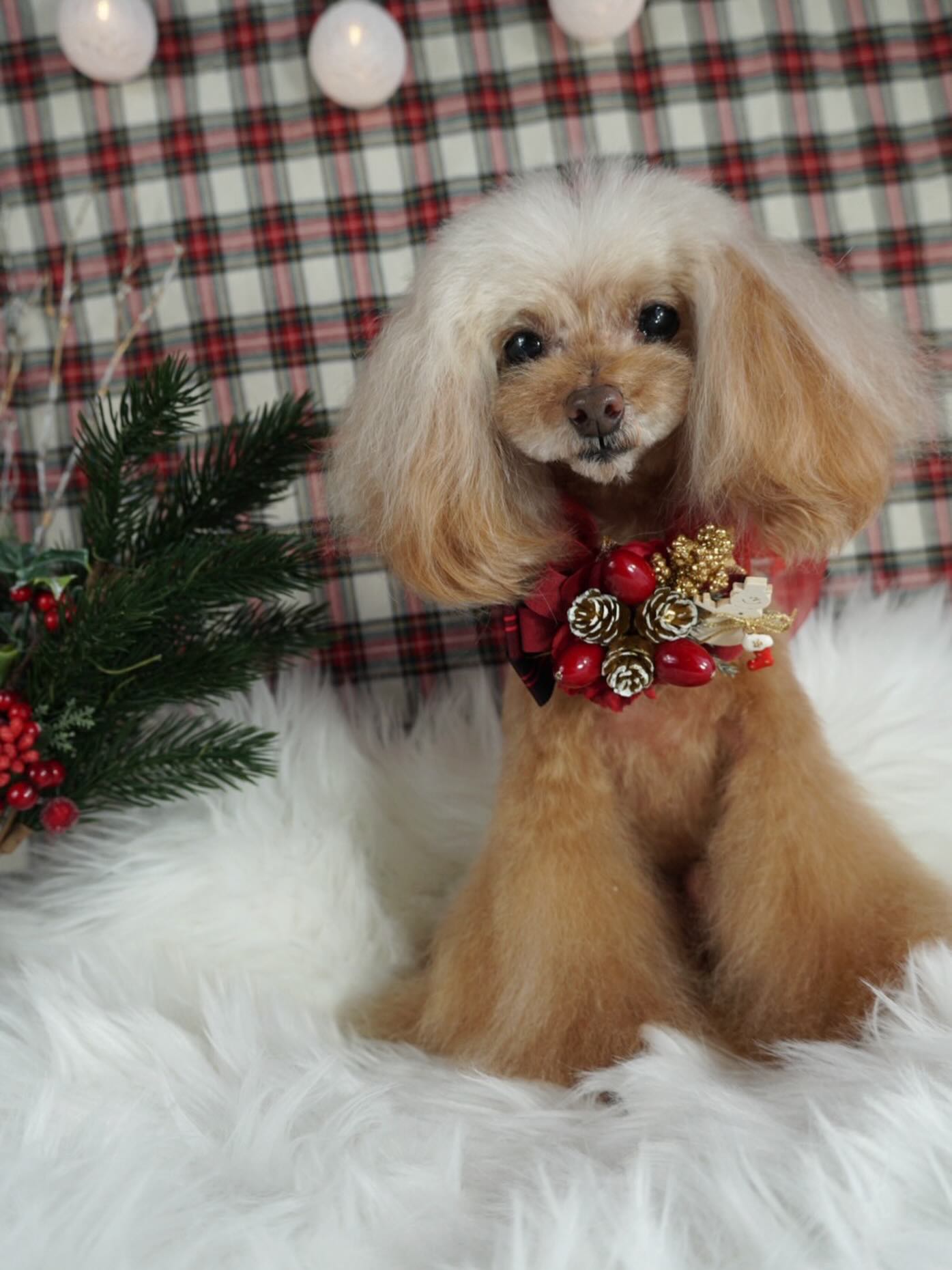 ちょいとお早いですが、メリークリスマス〜サンタさ〜ん️ 宝くじ当選待ってるよ〜#金沢トリミングサロン#BOKUMO取扱店金沢#トリミング#もぐトリ#シュナウザー大好き