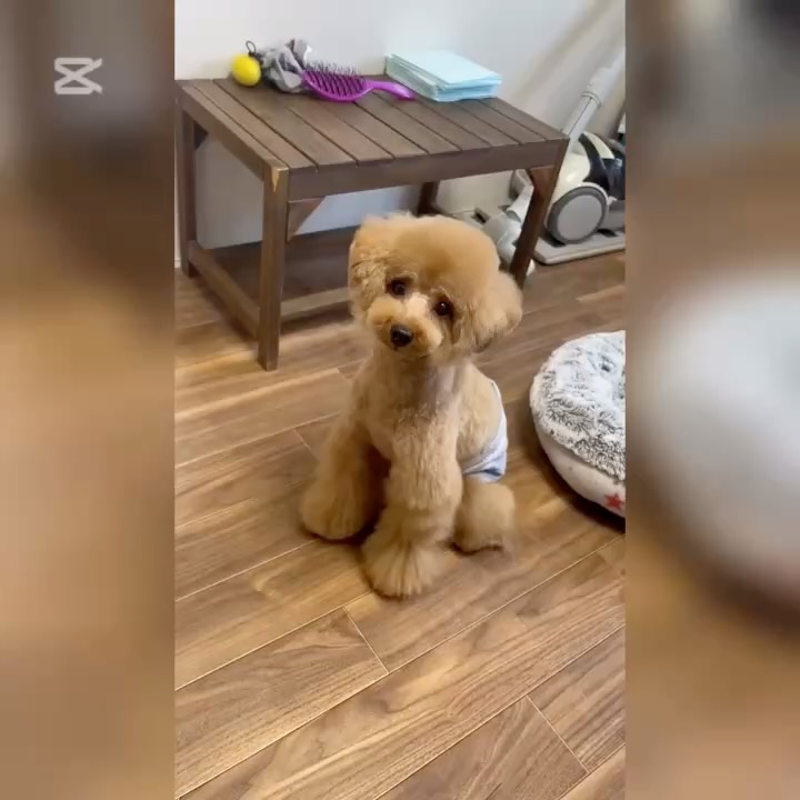 当店では、ケージレスフリーでその子が自由に過ごせるような環境に配慮しています🫶もちろん、その子によって、ケージの中が安心する、ベッドの中が安心するだったり、遊びたい子、そっとしておいて欲しい子など皆んなそれぞれの考えを持っているので、その子にあった環境を整えてお預かりさせて頂いております🥳そうやって、小さな信頼の積み重ねが、ワンちゃんとの関係を作っていきますスモールステップが大切って事ですね️行動学には、ちゃんとプロフェッショナルが居ます(ちゃんと科学的に捉えて、学び続けていらっしゃる方々)当店では、そんな行動学のプロフェッショナルから、日々学び続けてアウトプットに心がけています!大切な家族が喜んで入って来てくれる、サロンを目指すのだ立命館大学 総合心理学部 助教 ドッグトレーナーの高山仁志先生のセミナーin ARIA🤝CAAWT JAPAN TOURセミナーでの最後の一コマ🤣No More Bruces🫶#金沢市#近岡町#金沢トリミング#金沢トリミングサロン#石川県トリミング