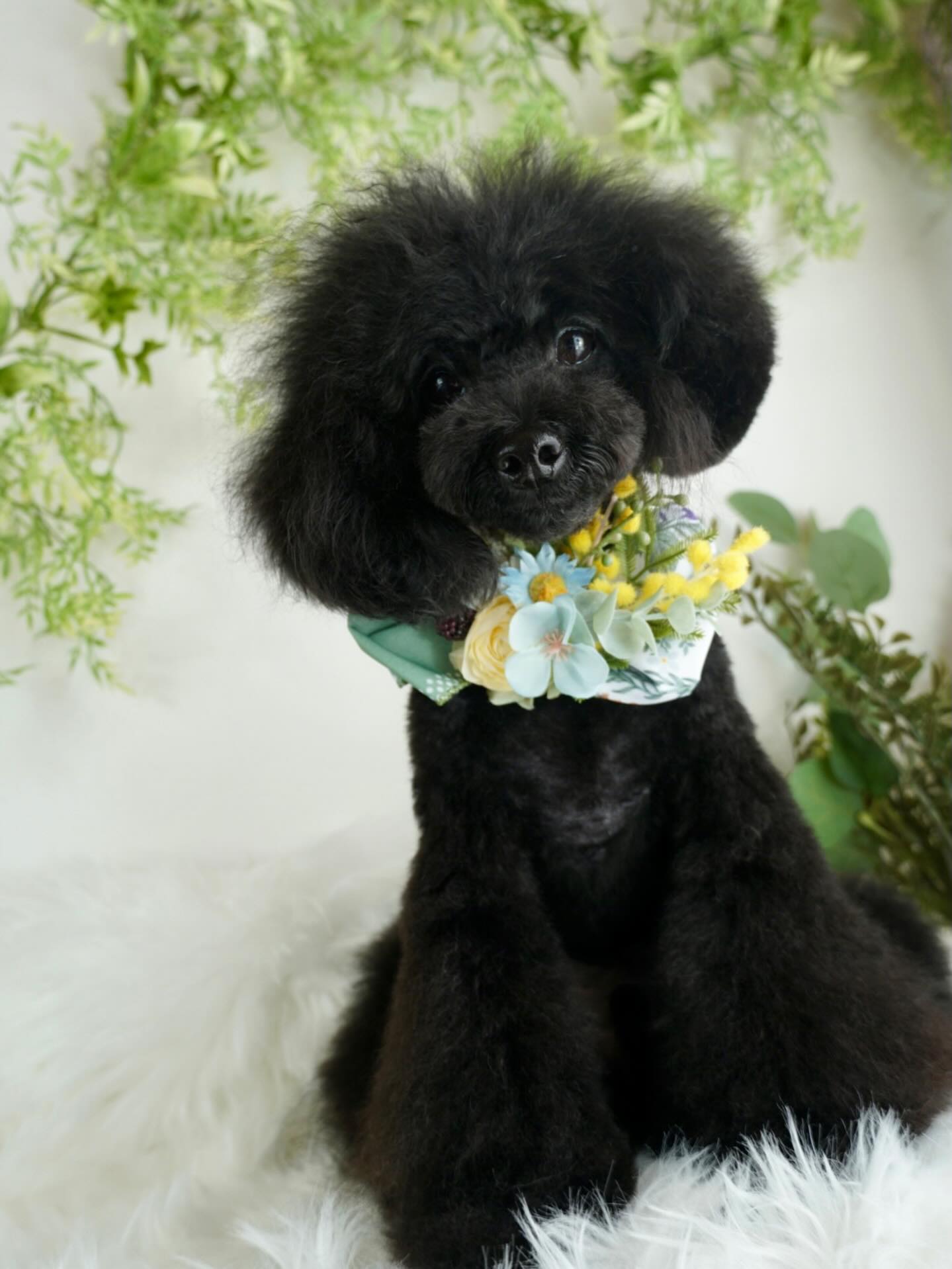 花粉はいらないけど、春よ早よ来てや〜#金沢トリミングサロン#トリミング#もぐトリ#トイプードル#BOKUMO取扱店金沢✼••┈┈┈••✼••┈┈･┈┈••✼••┈┈•┈┈••✼••┈┈┈･･✼〜dog salon Arue〜trimming︎ @kanazawa_arue金沢市近岡町（※予約確定後に住所の詳細をお送り致します）ワンちゃんの気持ちに寄りそう完全予約制のプライベート隠れ家dog salon スキンケア・食事・ワンちゃんへの環境配慮にも力を入れています🫶営業時間 9:00〜18:00 不定休　︎ご新規様募集中︎お問い合わせはDMまたは公式LINEまで✼••┈┈┈••✼••┈┈･┈┈••✼••┈┈•┈┈••✼••┈┈┈･･✼